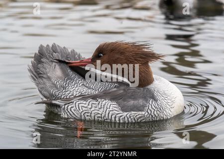 Merganser con lati scalari femmina o Merganser preening cinese (Mergus squamatus). Anatidae. Arundel Wetland Centre Foto Stock