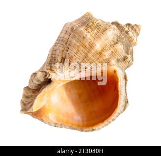 guscio di mollusco di rapana vuoto isolato su sfondo bianco Foto Stock