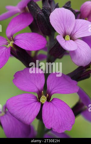 Primo piano verticale naturale sui colorati fiori viola di un fiore da parete Erysimum cheiri Foto Stock