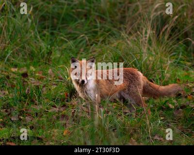 Trebbin, Germania. 21 ottobre 2023. 21.10.2023, Trebbin. Una giovane volpe rossa (Vulpes vulpes) si trova in una riserva naturale nel parco naturale Nuthe-Nieplitz su un prato bagnato tra alte cime e guarda curiosamente al nascondiglio mimetico del fotografo. La giovane volpe è in giro nella zona umida al crepuscolo, cacciando topi e altri piccoli animali. Credito: Wolfram Steinberg/dpa credito: Wolfram Steinberg/dpa/Alamy Live News Foto Stock