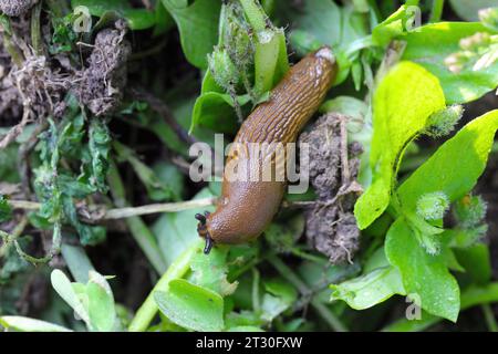 Slug spagnolo - Lusitaniano Slug (l'aname latino è Arion lusitanicus) Foto Stock