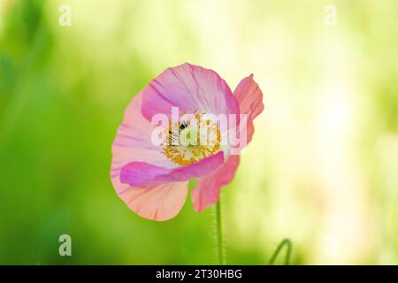 Fiori selvatici primaverili del Texas, papaveri, larkspur, colore pastello, luminose piante autoctone Foto Stock