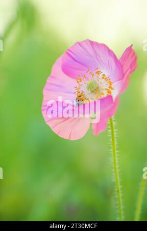 Fiori selvatici primaverili del Texas, papaveri, larkspur, colore pastello, luminose piante autoctone Foto Stock