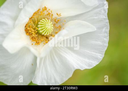 Fiori selvatici primaverili del Texas, papaveri, larkspur, colore pastello, luminose piante autoctone Foto Stock