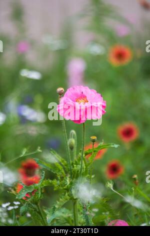 Fiori selvatici primaverili del Texas, papaveri, larkspur, colore pastello, luminose piante autoctone Foto Stock