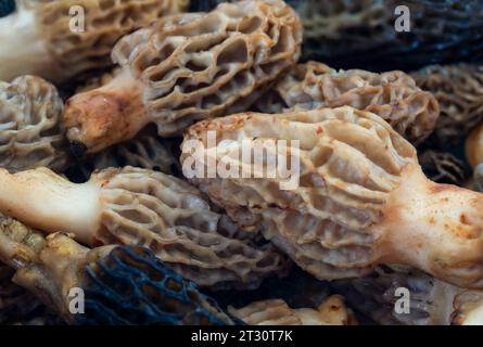 Macroscopio della Morchella esculenta che cresce nei boschi. Spugnolo comune, spugnolo giallo, vero fungo morello. Foto Stock
