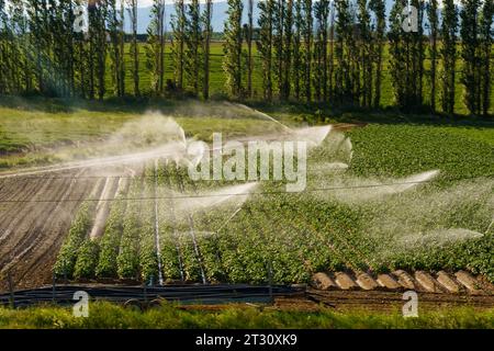 Spruzzare acqua da un sistema di irrigazione su un campo di patate in primavera. Affilatura selettiva. Foto Stock
