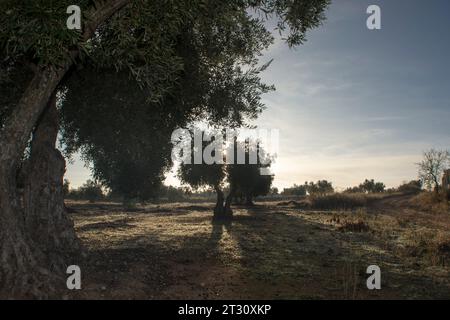 Paisaje de olivar, fuente de aceite de oliva virgen extra Foto Stock