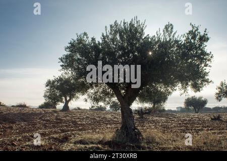 Paisaje de olivar, fuente de aceite de oliva virgen extra Foto Stock