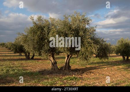 Paisaje de olivar, fuente de aceite de oliva virgen extra Foto Stock