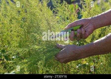 Einjähriger Beifuß, Einjähriger Beifuss, Kräuterernte, Ernte, Kräuter sammeln, Artemisia annua, Artemisia camomilla, legna dolce, dolce annie, swe Foto Stock