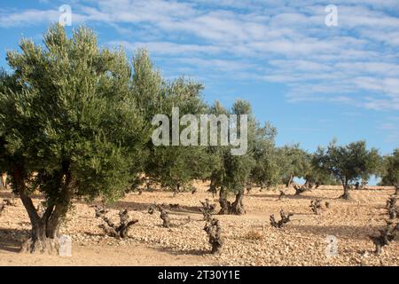 Paisaje de olivar, fuente de aceite de oliva virgen extra Foto Stock