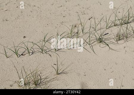 Sand-Segge, Sandsegge, Segge, Carex arenaria, Sand Sedge, la laîche des sables Foto Stock