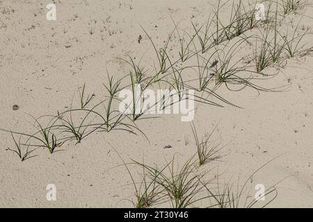 Sand-Segge, Sandsegge, Segge, Carex arenaria, Sand Sedge, la laîche des sables Foto Stock