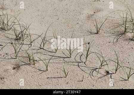 Sand-Segge, Sandsegge, Segge, Carex arenaria, Sand Sedge, la laîche des sables Foto Stock