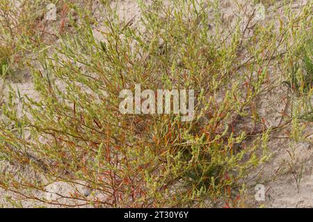 Ysopblättriger Wanzensame, Schmalflügeliger Wanzensame, Corispermum hyssopifolium, Corispermum leptopterum, Corispermum pallasii, Corispermum intermed Foto Stock