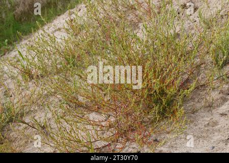 Ysopblättriger Wanzensame, Schmalflügeliger Wanzensame, Corispermum hyssopifolium, Corispermum leptopterum, Corispermum pallasii, Corispermum intermed Foto Stock