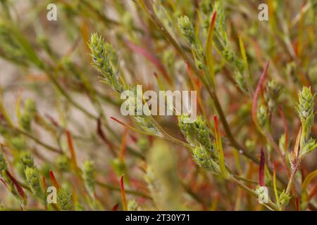 Ysopblättriger Wanzensame, Schmalflügeliger Wanzensame, Corispermum hyssopifolium, Corispermum leptopterum, Corispermum pallasii, Corispermum intermed Foto Stock