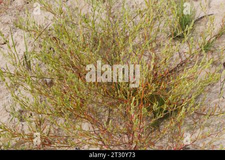 Ysopblättriger Wanzensame, Schmalflügeliger Wanzensame, Corispermum hyssopifolium, Corispermum leptopterum, Corispermum pallasii, Corispermum intermed Foto Stock