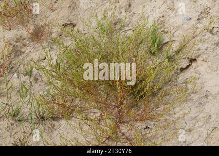 Ysopblättriger Wanzensame, Schmalflügeliger Wanzensame, Corispermum hyssopifolium, Corispermum leptopterum, Corispermum pallasii, Corispermum intermed Foto Stock