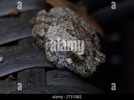 Rana grigia che si fonde nell'ambiente Foto Stock