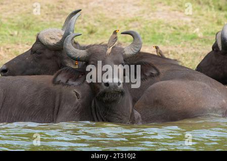 Bufalo con uccelli peccheri che li assistono (nutrirsi di parassiti e sangue da piccole ferite) mentre fanno il bagno, il Queen Elizabeth National Park, Uganda. Foto Stock