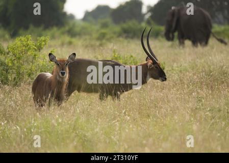 Defassa Waterbuck, coppia, nell'habitat di Savannah, Uganda. Foto Stock