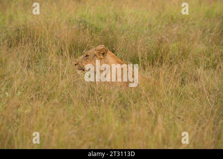 Leone/leonessa femminile che si rilassa nell'habitat delle praterie, Uganda. Foto Stock