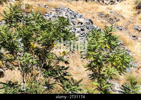 Alberi verdi nella gola del Garni in Armenia nelle soleggiate giornate autunnali Foto Stock