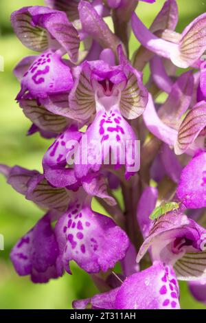 Punta di fiori di Orchidea dalle ali verdi, Corfù, Grecia, con tramoggia verde seduta su un fioretto inferiore. Foto Stock