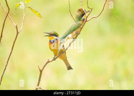 Piccoli mangiatori di api arroccati su un arbusto in un giardino in un sobborgo di Kampala, Uganda. Foto Stock