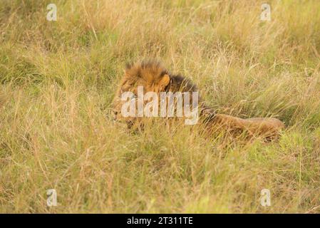 Leone maschio che si rilassa nel suo dominio di prateria, Uganda. Foto Stock