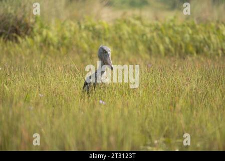 La cicogna Shoebill unica e dall'aspetto preistorico nella palude di Mabamba, Uganda, dove è il fulcro dell'ecoturismo locale che fornisce reddito alle persone. Foto Stock