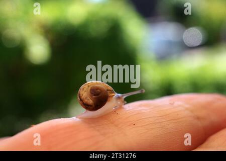 Una lumaca in miniatura strizza su un dito umano. Foto Stock