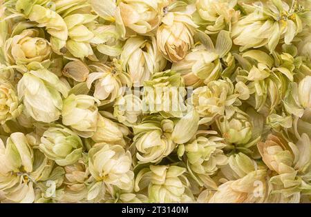 Luppolo, fiori di luppolo secchi, sfondo dall'alto. Humulus lupulus, membro della famiglia delle Cannabaceae, usato come agente amaro, aromatizzante e di stabilità. Foto Stock
