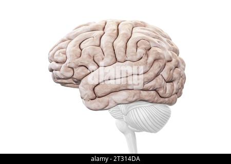 Vista del profilo della corteccia cerebrale o dell'emisfero isolata su sfondo bianco, rappresentazione 3D accurata. Anatomia cerebrale umana, neurologia, neuroscien Foto Stock