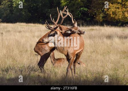 Londra, Regno Unito. 22 ottobre 2023. Due cervi bloccano le corna durante la stagione dell'accoppiamento dei cervi rossi, nota come The Rut, a Richmond Park. Credito: Vuk Valcic/Alamy Live News Foto Stock