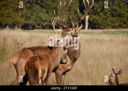 Londra, Regno Unito. 22 ottobre 2023. Due cervi bloccano le corna durante la stagione dell'accoppiamento dei cervi rossi, nota come The Rut, a Richmond Park. Credito: Vuk Valcic/Alamy Live News Foto Stock