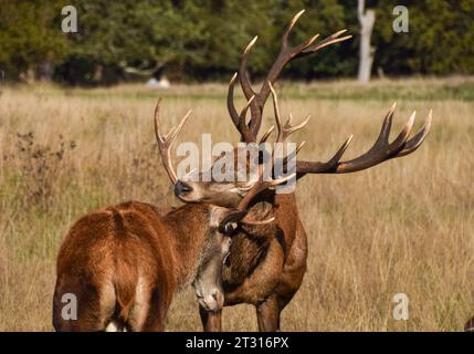 Londra, Regno Unito. 22 ottobre 2023. Due cervi bloccano le corna durante la stagione dell'accoppiamento dei cervi rossi, nota come The Rut, a Richmond Park. Credito: Vuk Valcic/Alamy Live News Foto Stock