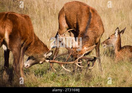 Londra, Regno Unito. 22 ottobre 2023. Due cervi chiudono le corna accanto a un cervo durante la stagione dell'accoppiamento dei cervi rossi, nota come The Rut, a Richmond Park. Credito: Vuk Valcic/Alamy Live News Foto Stock