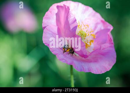 Fiori selvatici primaverili del Texas, papaveri, larkspur, colore pastello, luminose piante autoctone Foto Stock