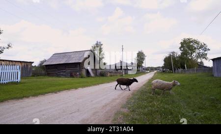 Un branco di pecore e capre che si muove su strada nel villaggio. Stock di filmati. Animali che attraversano la strada in campagna. Foto Stock