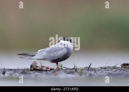 Adulto Whiskered Tern (Chlidonias hybrida) in piedi sul terreno in palude in Ungheria. Foto Stock