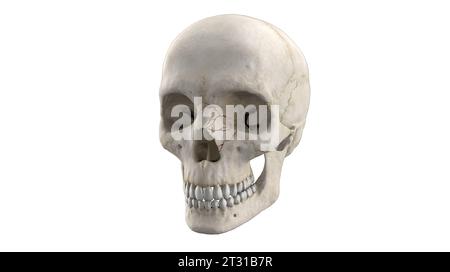 Illustrazione medica 3D della frattura del naso cranico sullo scheletro umano Foto Stock