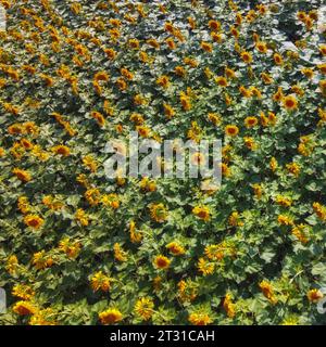 Fiori di girasole nel campo, vista dall'alto. Foto Stock