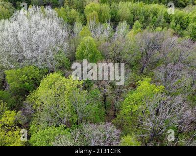 Una varietà di alberi nella foresta primaverile, vista aerea. Foresta di zona climatica temperata. Foto Stock