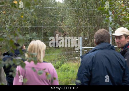 I visitatori dei boschi del West Blean osservano il primo branco selvaggio di bisonti europei del Regno Unito. Foto Stock