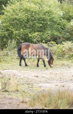I pony Exmoor sono una razza robusta usata come procura per i cavalli selvatici per gestire l'habitat in riserve naturali come questa nel Kent, in Inghilterra. Foto Stock