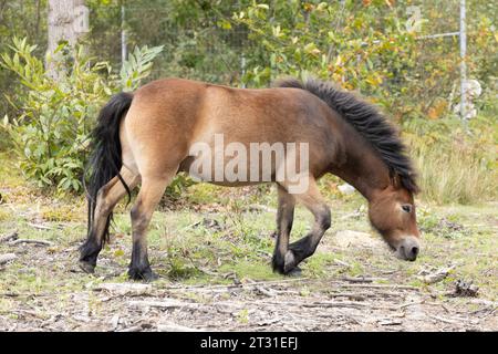 I pony Exmoor sono una razza robusta usata come procura per i cavalli selvatici per gestire l'habitat in riserve naturali come questa nel Kent, in Inghilterra. Foto Stock