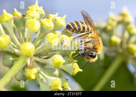 Le api edera sono stati recentemente coloni nel Regno Unito e sono specialisti dei fiori di edera che emergono nel tardo autunno. Foto Stock